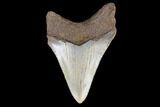 Juvenile Megalodon Tooth - North Carolina #147360-1